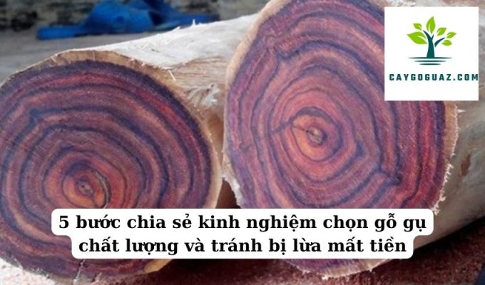 5 bước chia sẻ kinh nghiệm chọn gỗ gụ chất lượng và tránh bị lừa mất tiền