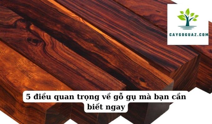 5 điều quan trọng về gỗ gụ mà bạn cần biết ngay