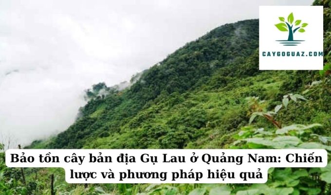 Bảo tồn cây bản địa Gụ Lau ở Quảng Nam Chiến lược và phương pháp hiệu quả