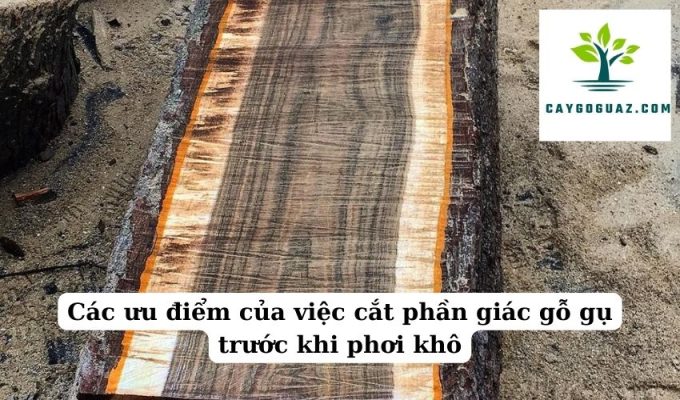 Các ưu điểm của việc cắt phần giác gỗ gụ trước khi phơi khô