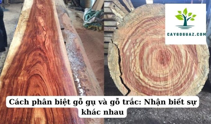 Cách phân biệt gỗ gụ và gỗ trắc Nhận biết sự khác nhau