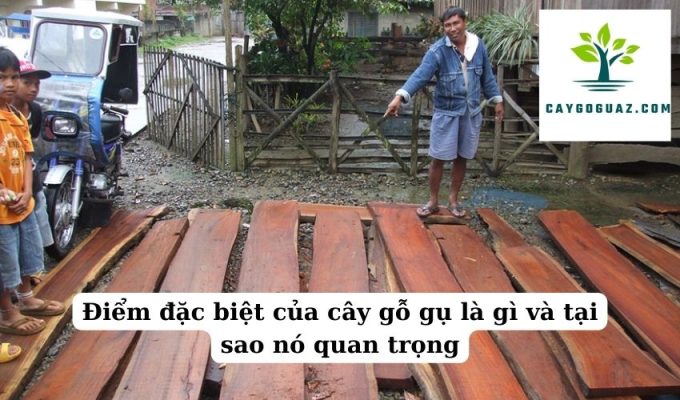 Điểm đặc biệt của cây gỗ gụ là gì và tại sao nó quan trọng