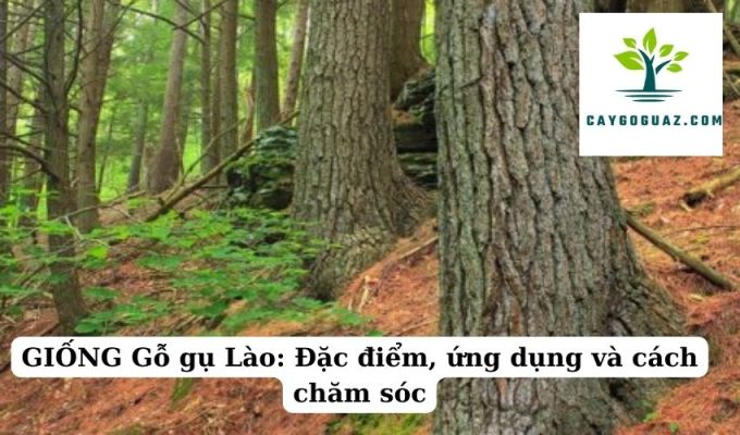 GIỐNG Gỗ gụ Lào Đặc điểm, ứng dụng và cách chăm sóc