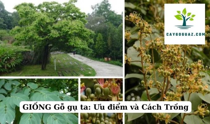 GIỐNG Gỗ gụ ta Ưu điểm và Cách Trồng