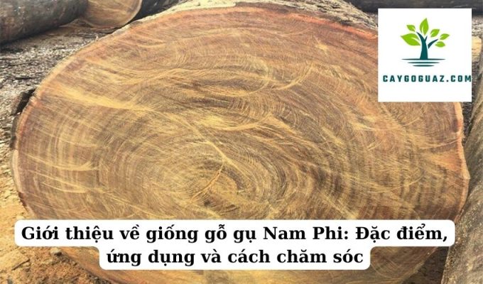 Giới thiệu về giống gỗ gụ Nam Phi Đặc điểm, ứng dụng và cách chăm sóc