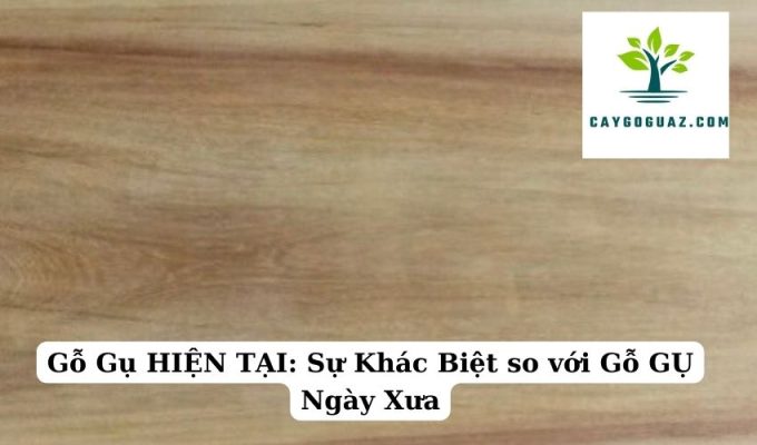 Gỗ Gụ HIỆN TẠI: Sự Khác Biệt so với Gỗ GỤ Ngày Xưa