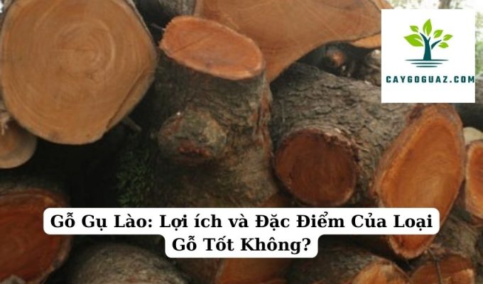 Gỗ Gụ Lào Lợi ích và Đặc Điểm Của Loại Gỗ Tốt Không