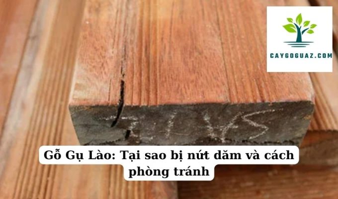 Gỗ Gụ Lào Tại sao bị nứt dăm và cách phòng tránh