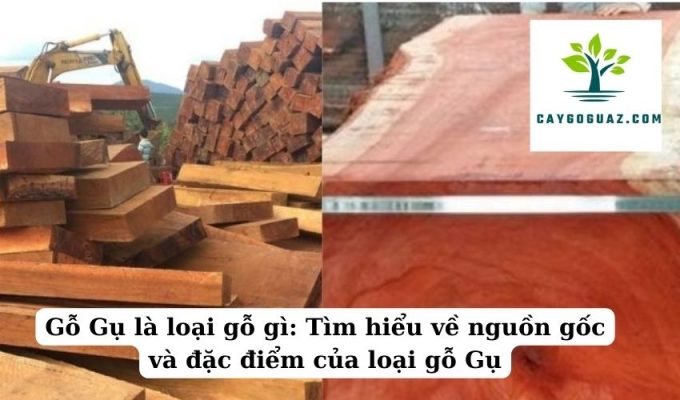 Gỗ Gụ là loại gỗ gì: Tìm hiểu về nguồn gốc và đặc điểm của loại gỗ Gụ