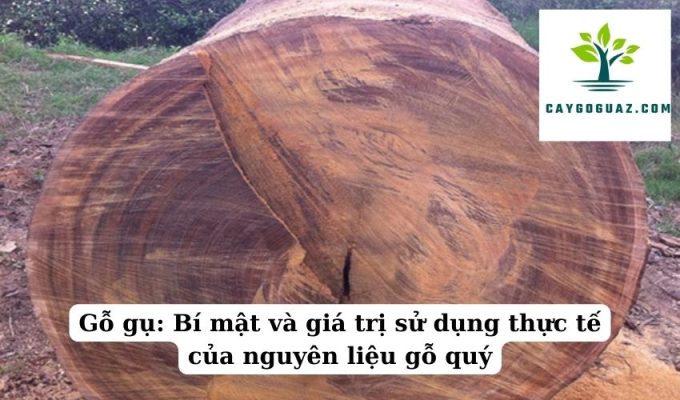 Gỗ gụ Bí mật và giá trị sử dụng thực tế của nguyên liệu gỗ quý