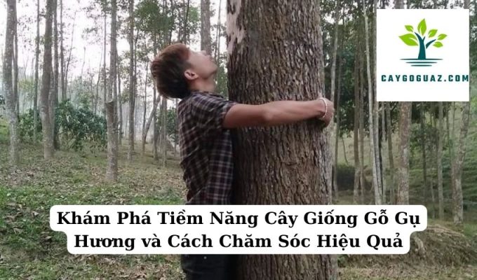 Khám Phá Tiềm Năng Cây Giống Gỗ Gụ Hương và Cách Chăm Sóc Hiệu Quả