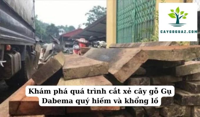 Khám phá quá trình cắt xẻ cây gỗ Gụ Dabema quý hiếm và khổng lồ