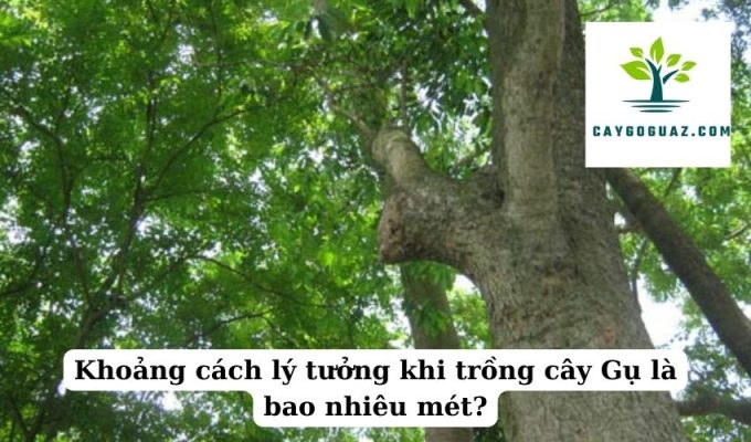 Khoảng cách lý tưởng khi trồng cây Gụ là bao nhiêu mét