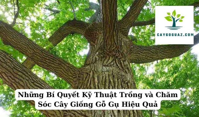 Những Bí Quyết Kỹ Thuật Trồng và Chăm Sóc Cây Giống Gỗ Gụ Hiệu Quả