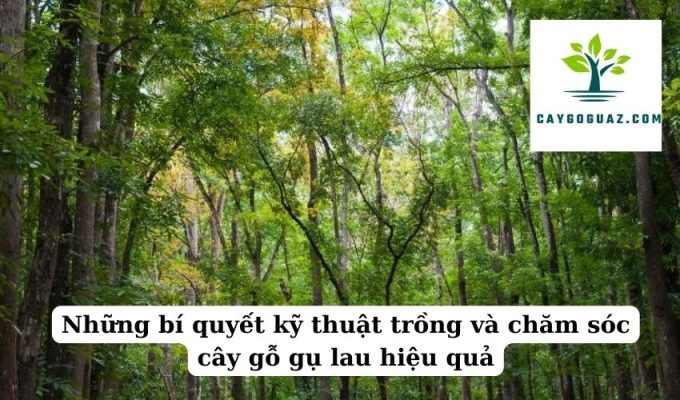 Những bí quyết kỹ thuật trồng và chăm sóc cây gỗ gụ lau hiệu quả