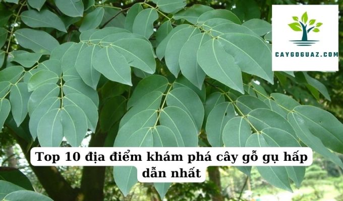 Top 10 địa điểm khám phá cây gỗ gụ hấp dẫn nhất