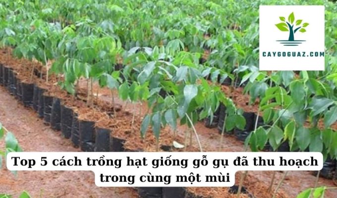 Top 5 cách trồng hạt giống gỗ gụ đã thu hoạch trong cùng một mùa