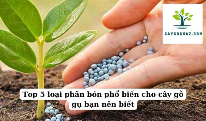 Top 5 loại phân bón phổ biến cho cây gỗ gụ bạn nên biết